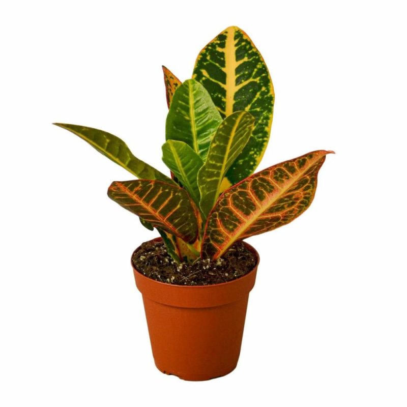 Plants | Croton Petra ‘Joseph’s Coat’ Plants Plants