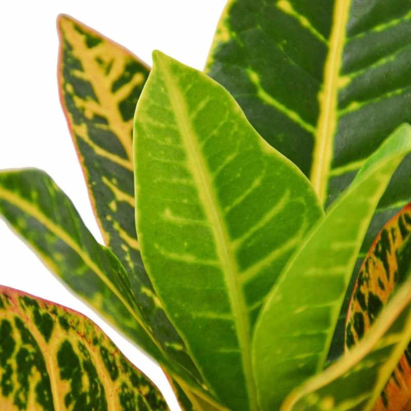 Plants | Croton Petra ‘Joseph’s Coat’ Plants Plants