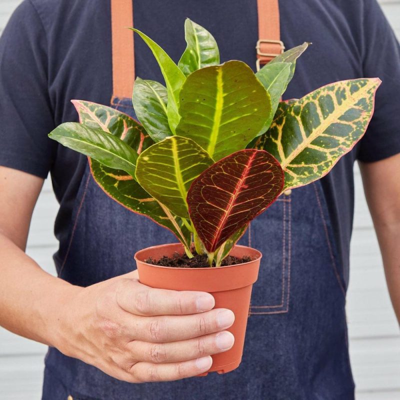 Plants | Croton Petra ‘Joseph’s Coat’ Plants Plants