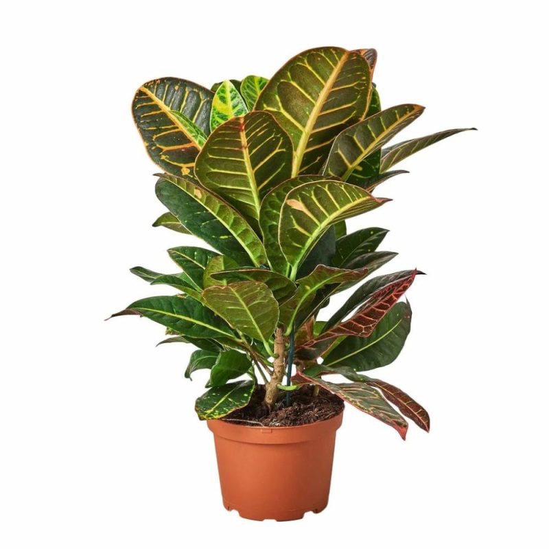 Plants | Croton Petra ‘Joseph’s Coat’ Plants Plants