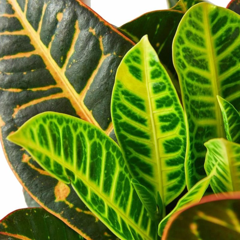 Plants | Croton Petra ‘Joseph’s Coat’ Plants Plants