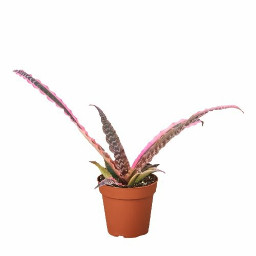 Plants | Cryptanthus ‘Elaine’ Plants Plants