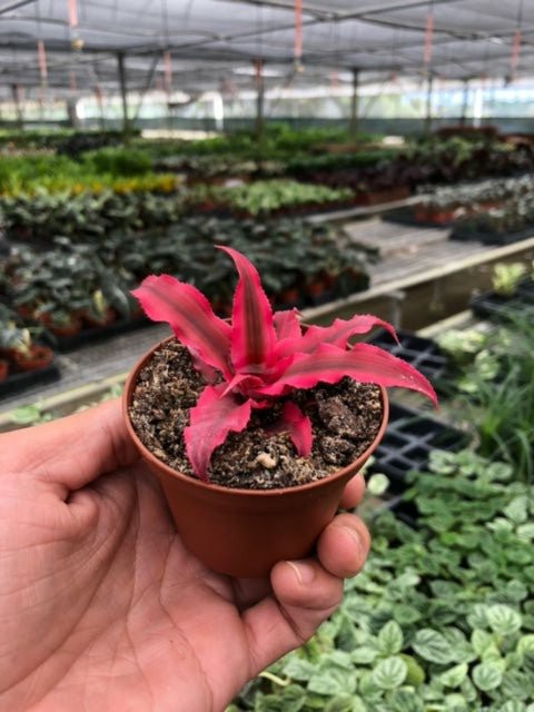 Plants | Cryptanthus ‘Pink Star’ – 3″ Pot Plants Plants