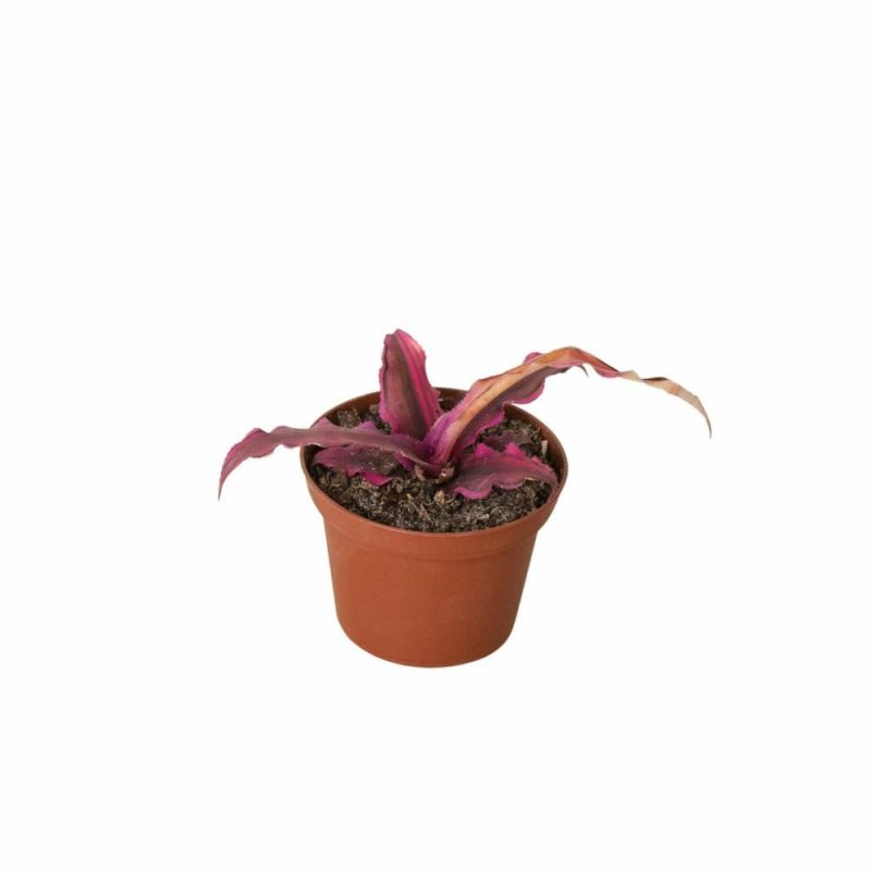 Plants | Cryptanthus ‘Pink Star’ – 3″ Pot Plants Plants