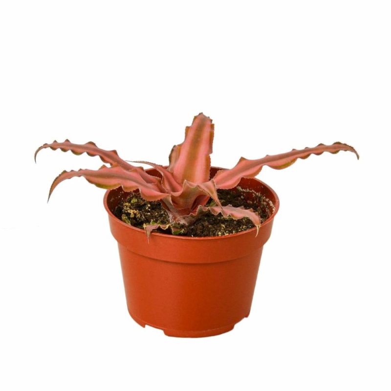 Plants | Cryptanthus ‘Pink Star’ – 4″ Pot Plants Plants