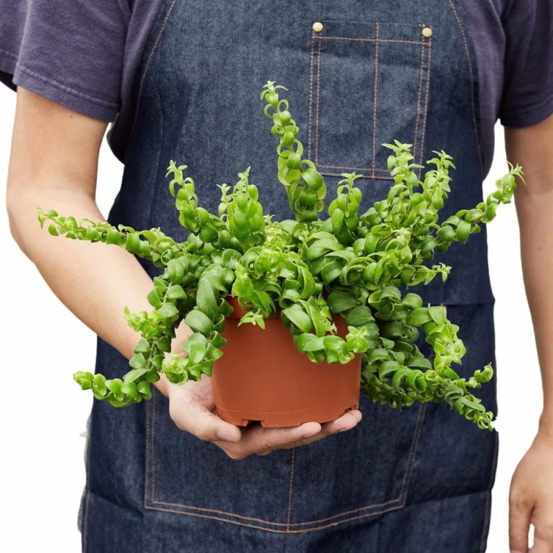 Plants | Curly Lipstick Plant Plants Plants