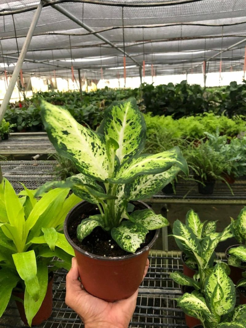 Plants | Dieffenbachia ‘Amy’ Plants Plants