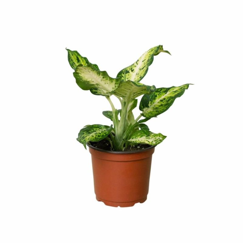 Plants | Dieffenbachia ‘Amy’ Plants Plants