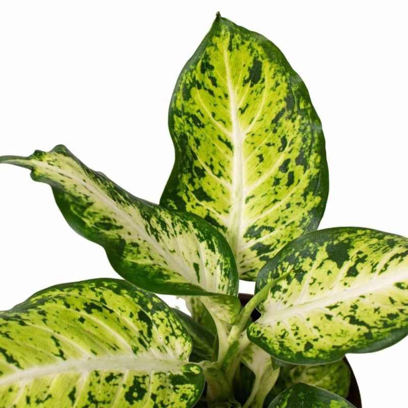 Plants | Dieffenbachia ‘Amy’ Plants Plants