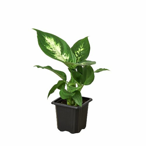 Plants | Dieffenbachia Camille Plants Plants