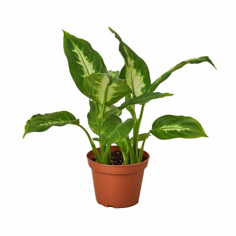 Plants | Dieffenbachia Camille Plants Plants