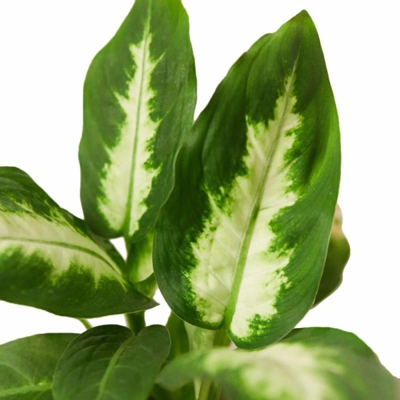 Plants | Dieffenbachia Camille Plants Plants