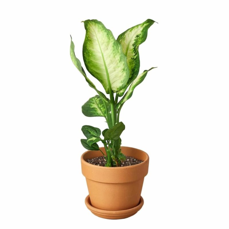 Plants | Dieffenbachia Camille Plants Plants