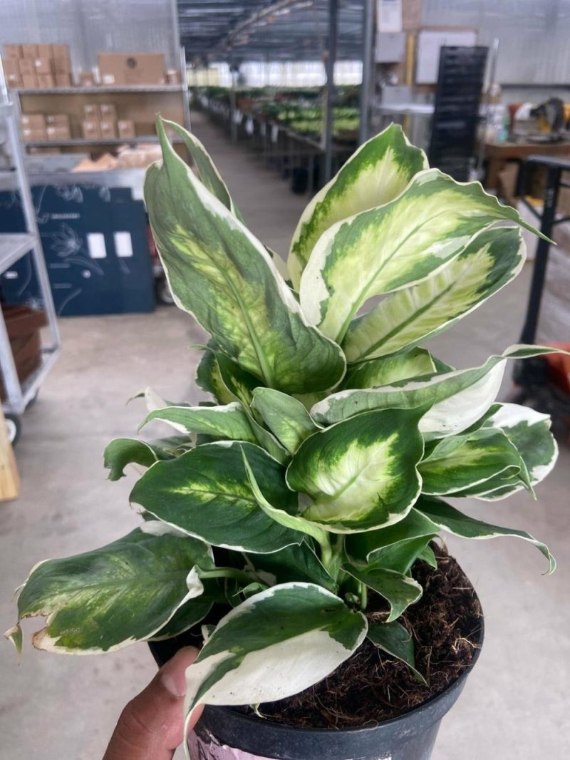 Plants | Dieffenbachia ‘Cool Beauty’ Plants Plants