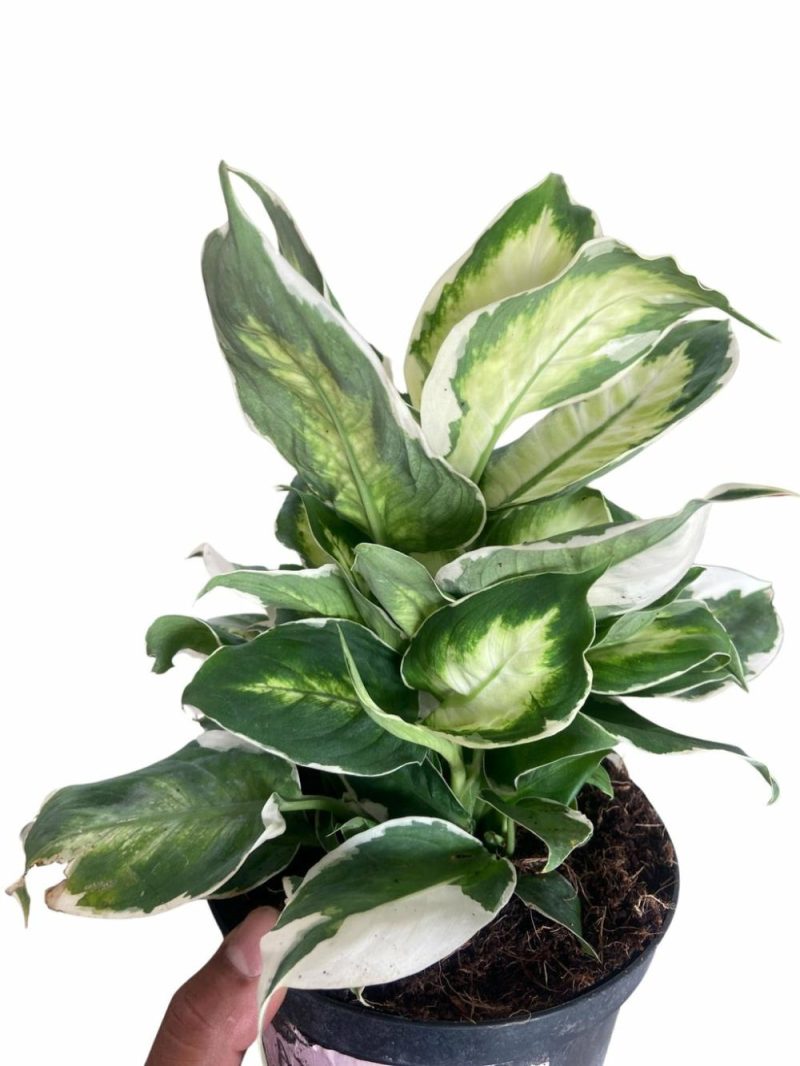 Plants | Dieffenbachia ‘Cool Beauty’ Plants Plants