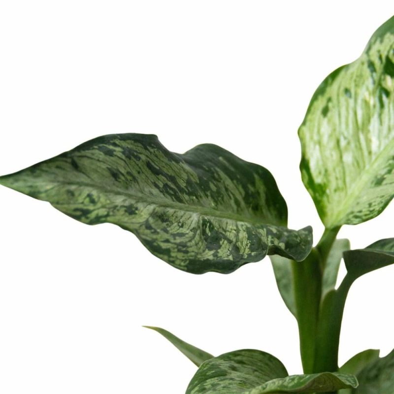 Plants | Dieffenbachia ‘Memoria Corsii’ Plants Plants