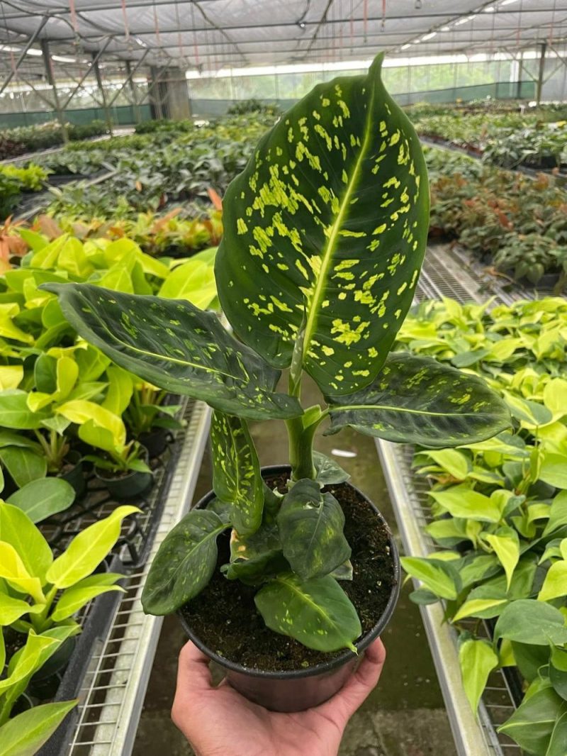 Plants | Dieffenbachia ‘Reflector’ Plants Plants