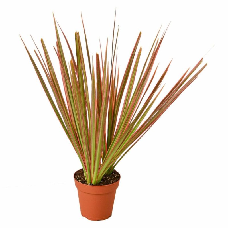 Plants | Dracaena ‘Colorama’ Plants Plants