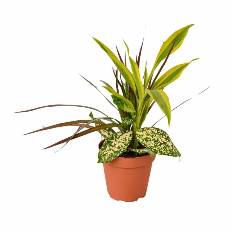 Plants | Dracaena ‘Combo’ Plants Plants