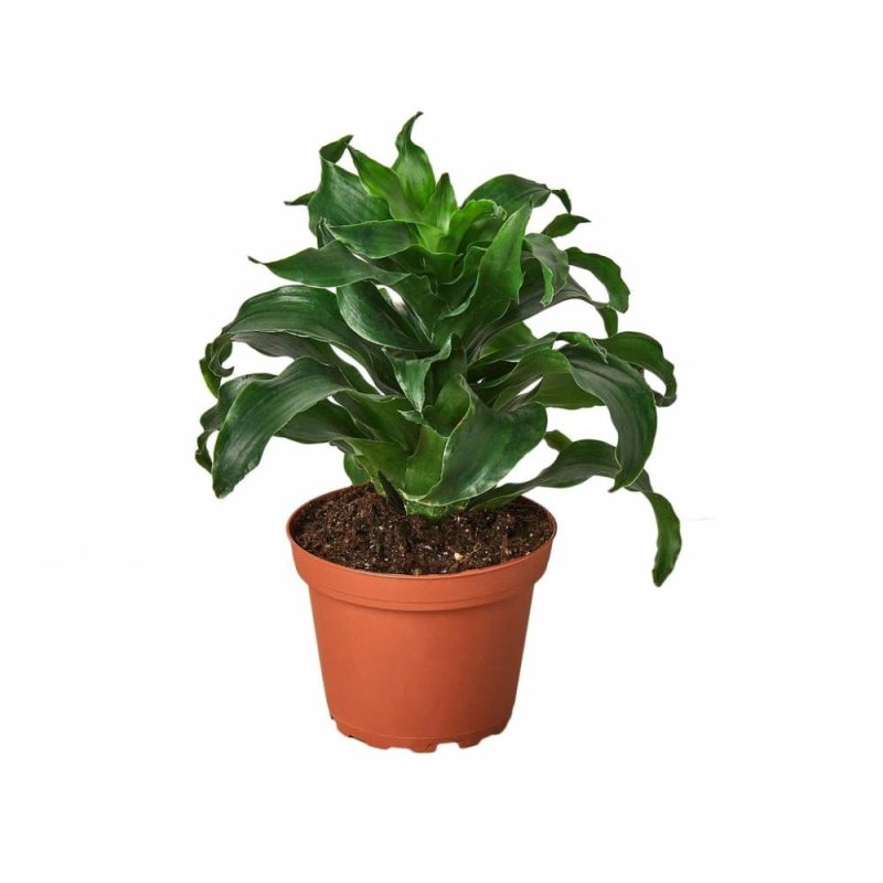 Plants | Dracaena ‘Dragon Tree Twister’ – 4″ Pot Plants Plants