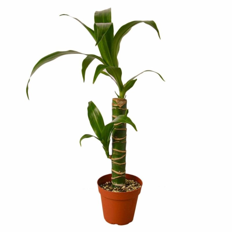 Plants | Dracaena Elegance Plants Plants