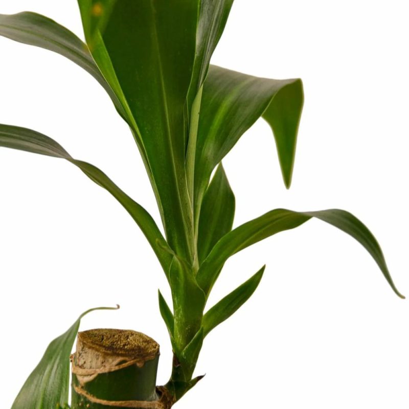 Plants | Dracaena Elegance Plants Plants