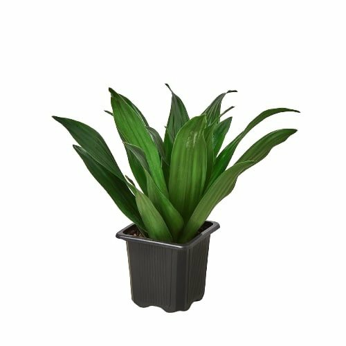 Plants | Dracaena ‘Janet Craig’ Plants Plants