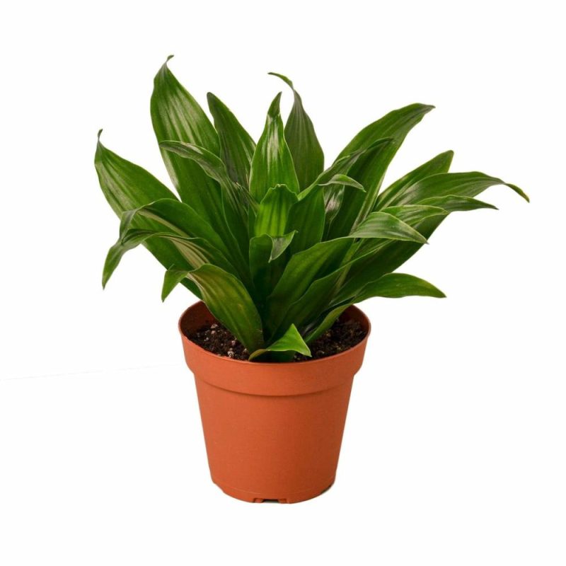 Plants | Dracaena ‘Janet Craig’ Plants Plants