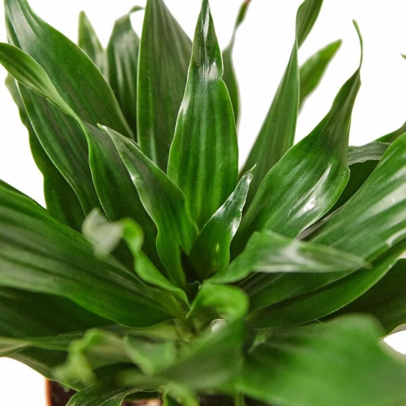 Plants | Dracaena ‘Janet Craig’ Plants Plants