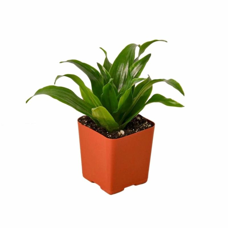 Plants | Dracaena ‘Janet Craig’ Plants Plants