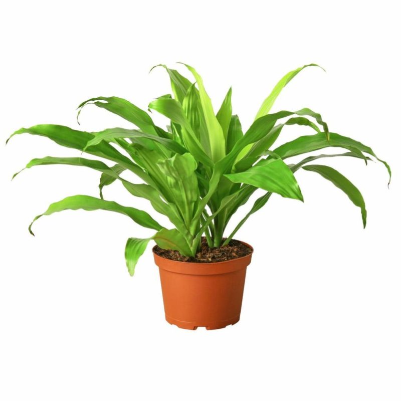 Plants | Dracaena ‘Lime Light’ Plants Plants