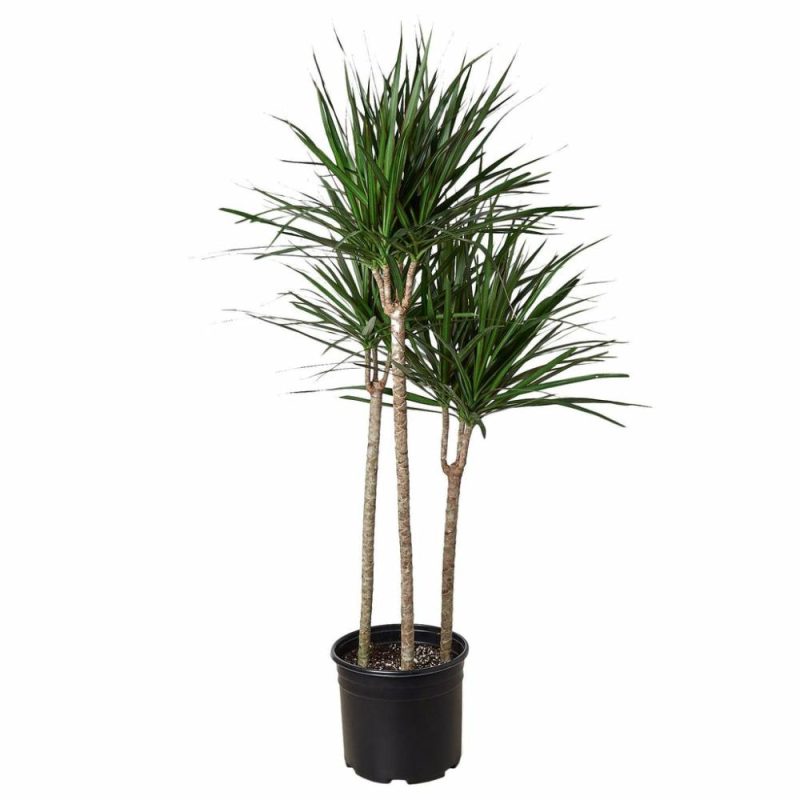 Plants | Dracaena Marginata Cane – 10″ Pot Plants Plants