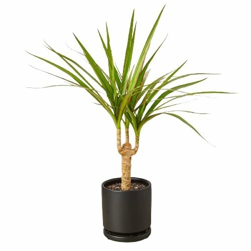 Plants | Dracaena Marginata Cane Plants Plants