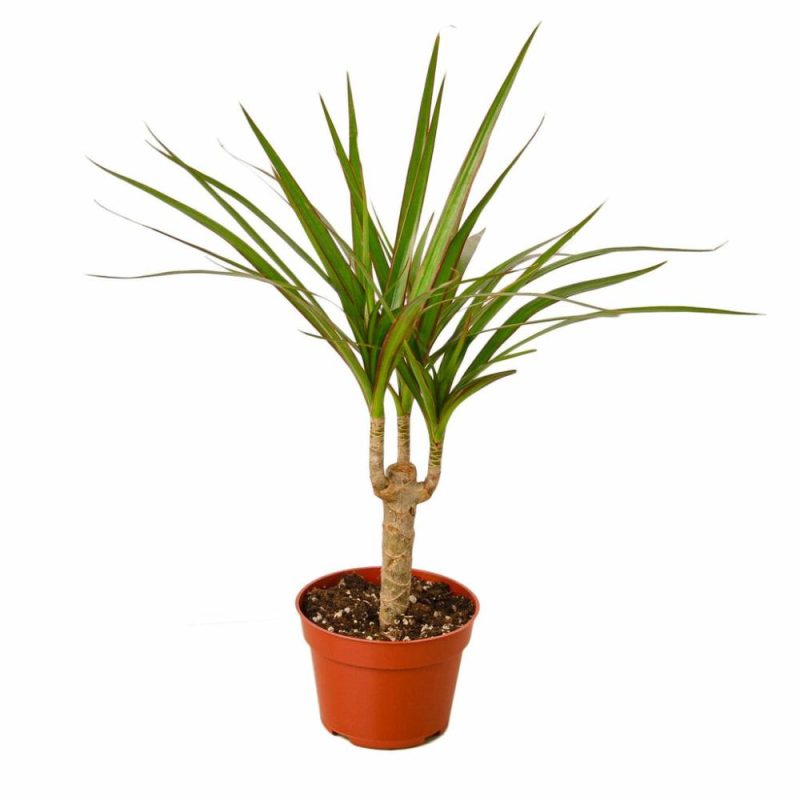 Plants | Dracaena Marginata Cane Plants Plants