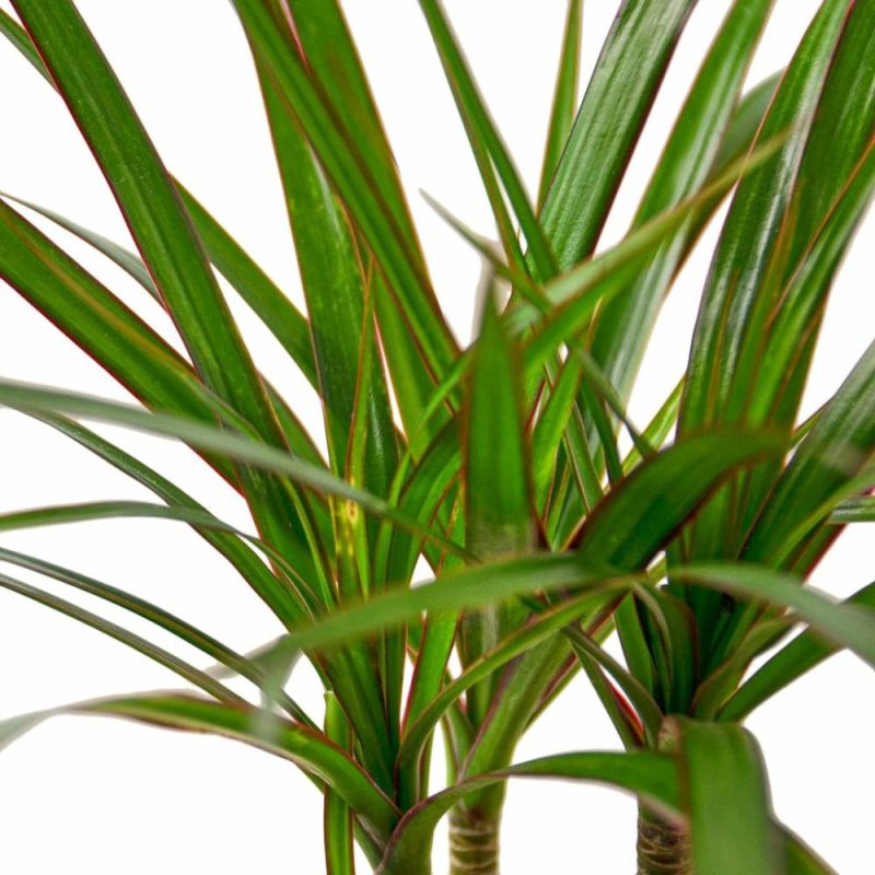 Plants | Dracaena Marginata Cane Plants Plants