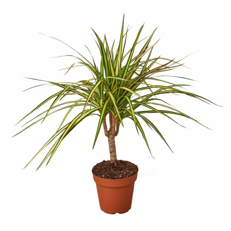 Plants | Dracaena Marginata ‘sunshine’ Plants Plants