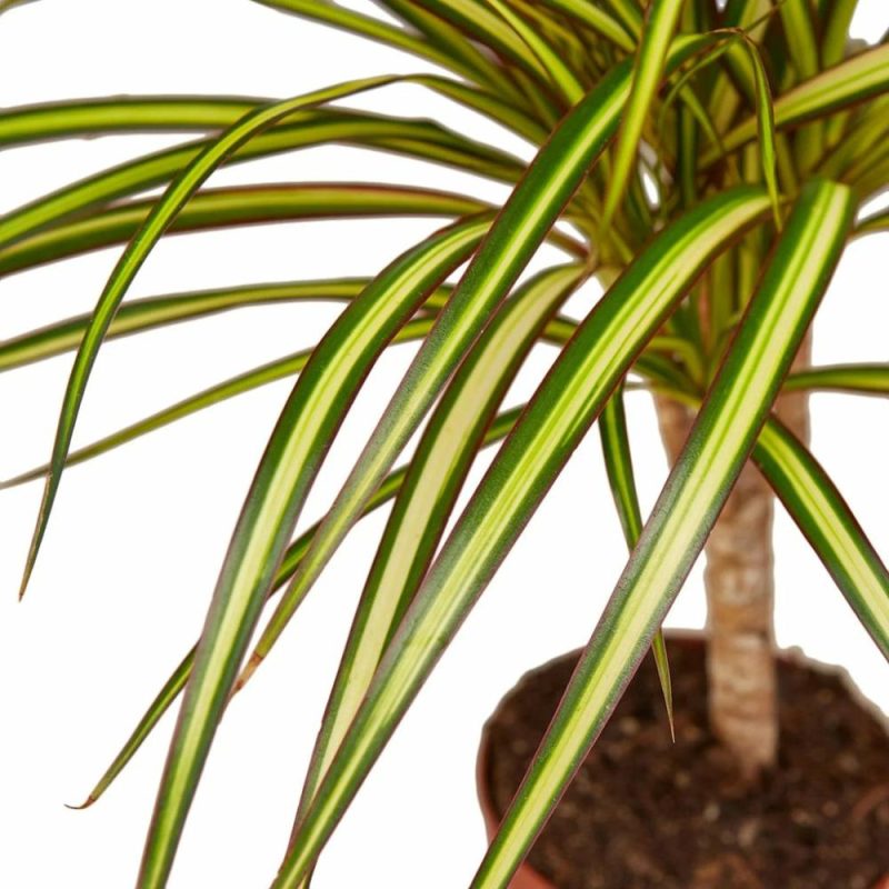 Plants | Dracaena Marginata ‘sunshine’ Plants Plants