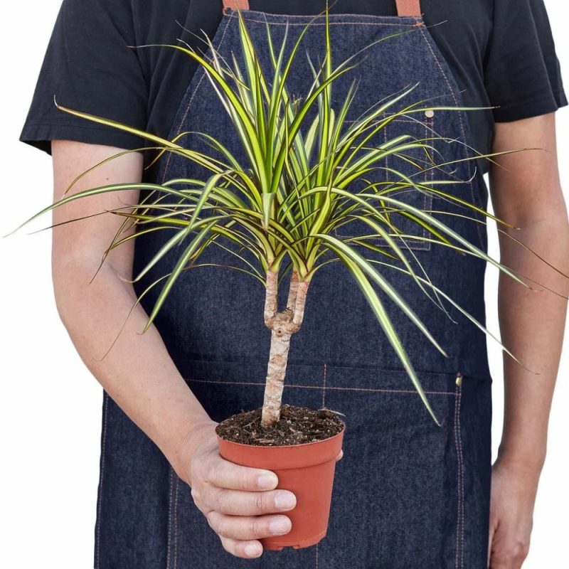 Plants | Dracaena Marginata ‘sunshine’ Plants Plants