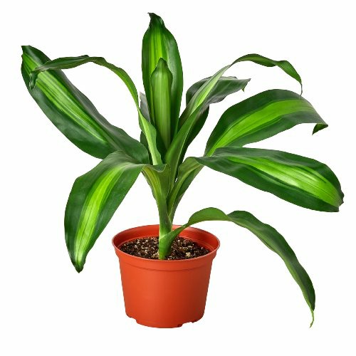 Plants | Dracaena Massangeana Plants Plants