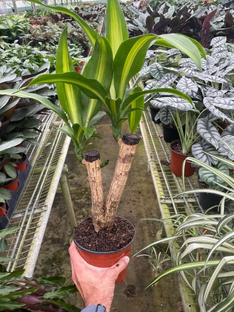 Plants | Dracaena Massangeana Plants Plants