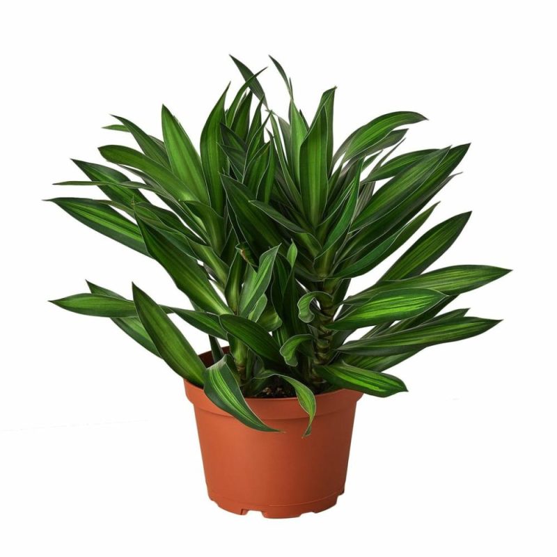 Plants | Dracaena ‘song Of Jamaica’ Plants Plants