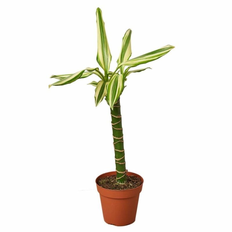 Plants | Dracaena ‘sted Sol Cane’ Plants Plants