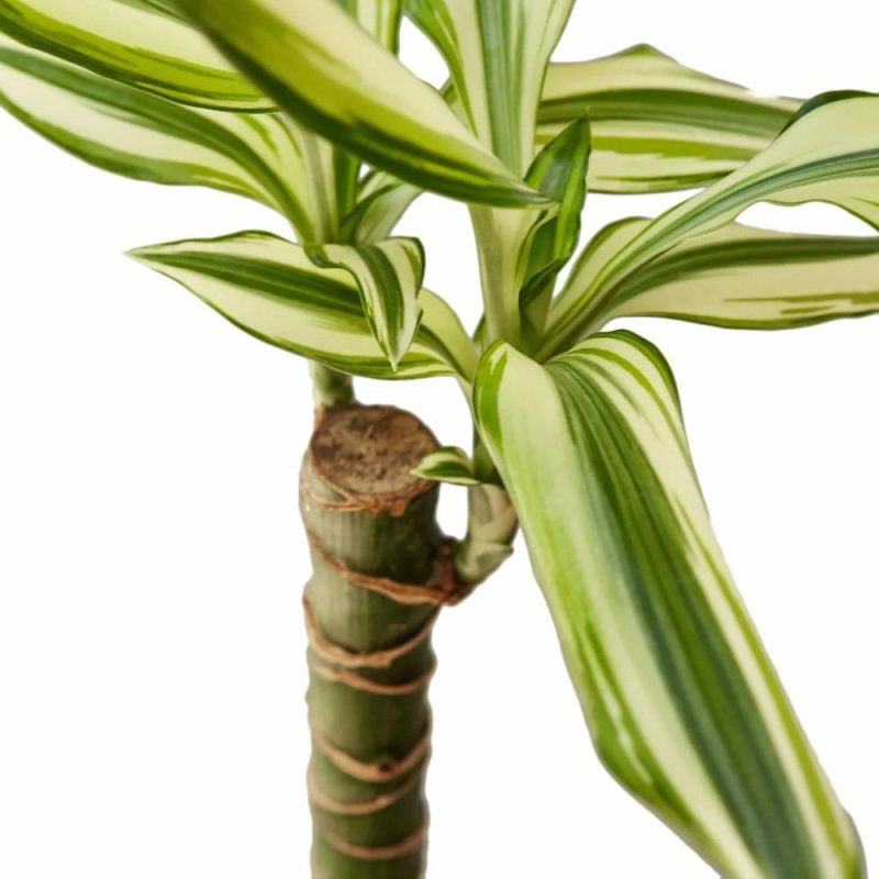 Plants | Dracaena ‘sted Sol Cane’ Plants Plants