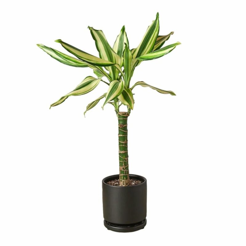 Plants | Dracaena ‘sted Sol Cane’ Plants Plants