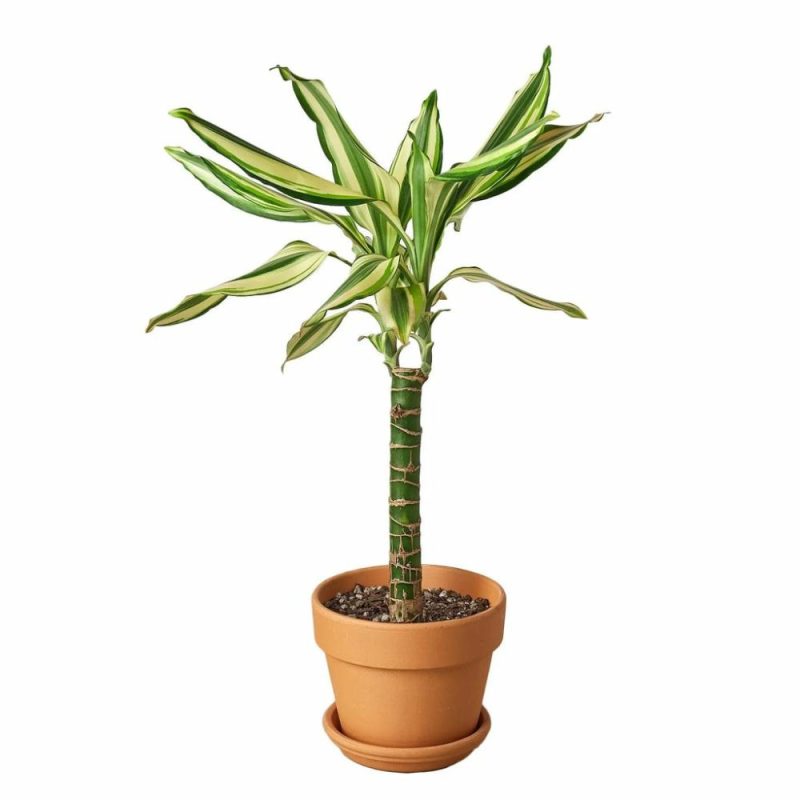 Plants | Dracaena ‘sted Sol Cane’ Plants Plants