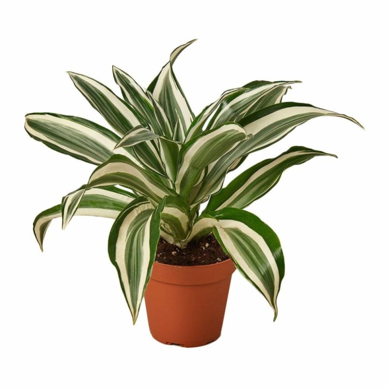 Plants | Dracaena ‘Warneckii White Jewel’ Plants Plants