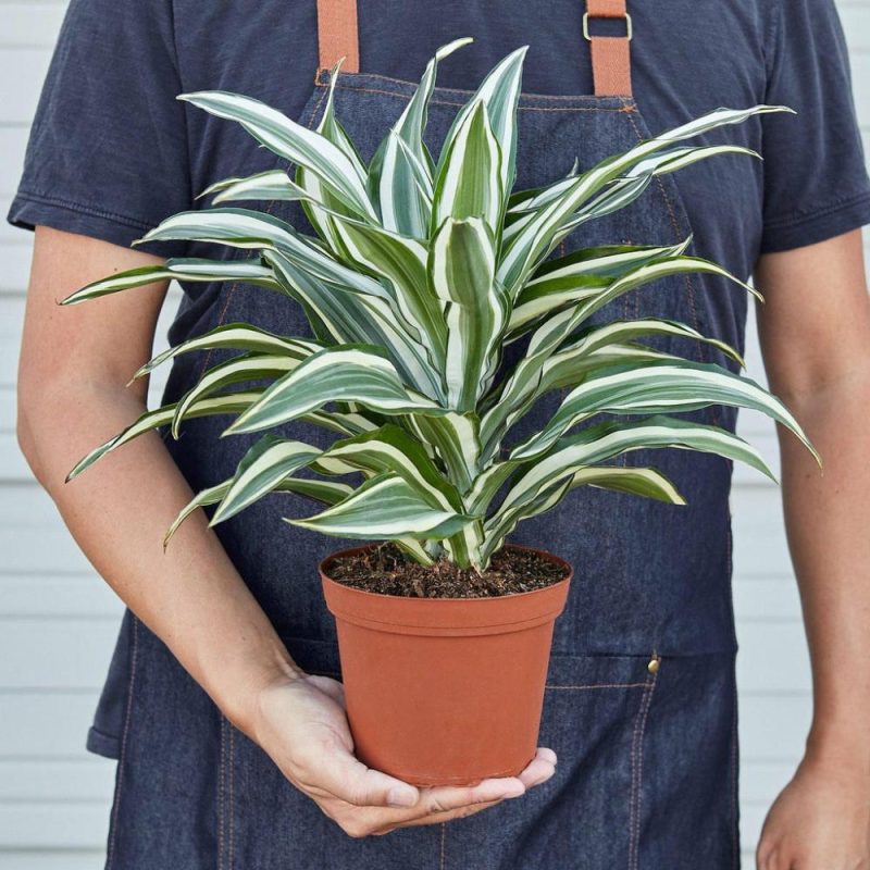 Plants | Dracaena ‘Warneckii White Jewel’ Plants Plants