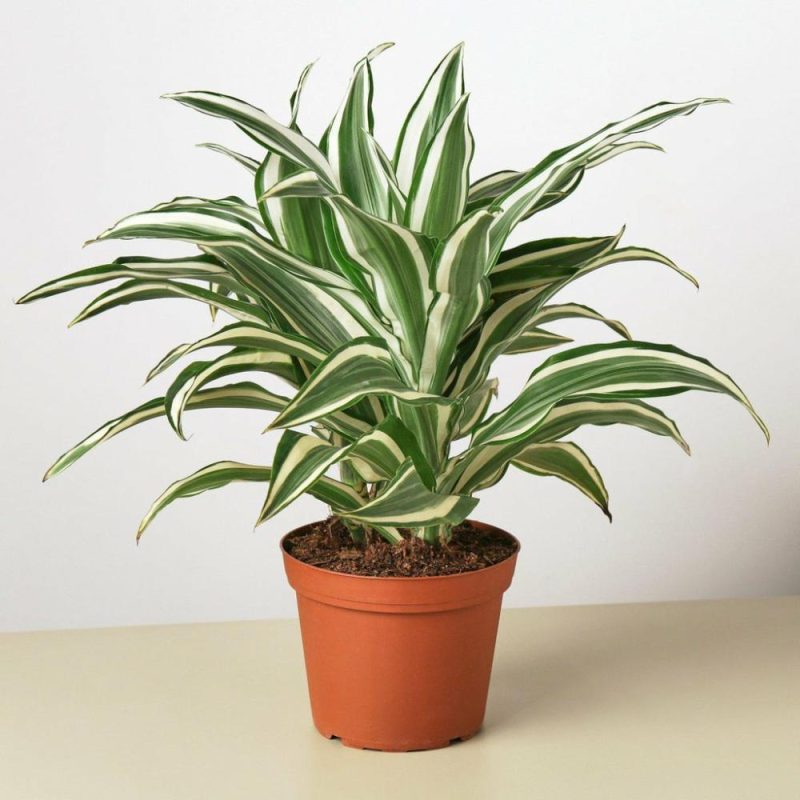 Plants | Dracaena ‘Warneckii White Jewel’ Plants Plants