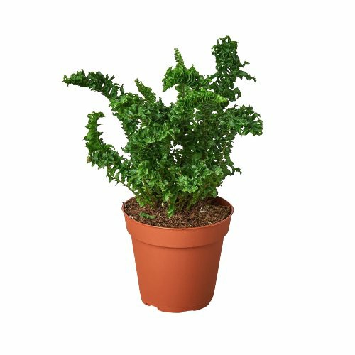 Plants | Emina’ Fern – 4″ Pot Plants Plants