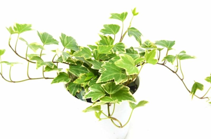 Plants | English Ivy ‘Eva’ Plants Plants